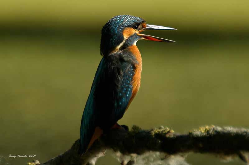 Martin pescatore -  Alcedo atthis